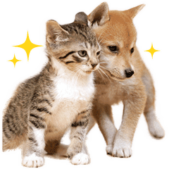 こいぬとこねこ Line スタンプ Line Store こいぬとこねこ Line スタンプ Line Store