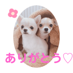 milkpurin