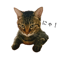 Fuu_chachamaru