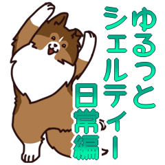 The fluffy Shetland Sheepdog(Daily)