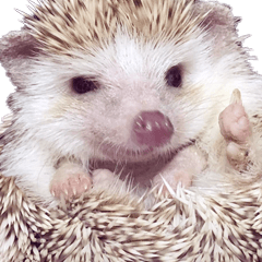 Hedgehog Anchan Sticker 1