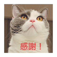 ブリ男！ ２