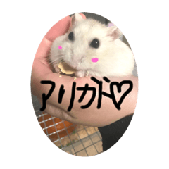 yamo_20190831193908