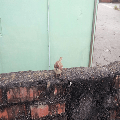 Flying sparrow on the wall