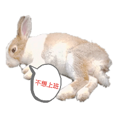 懶懶兔生