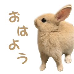Rabbit Kinantan