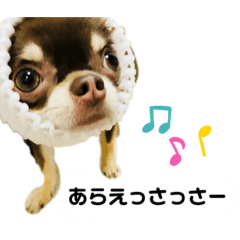 Love chihuahua3