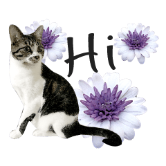 Cat and flowers photo