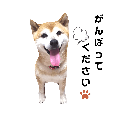 わんずライフ４