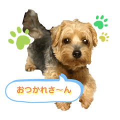 akanen_20190901