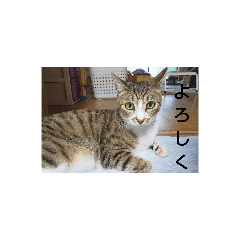 Cat_20190901