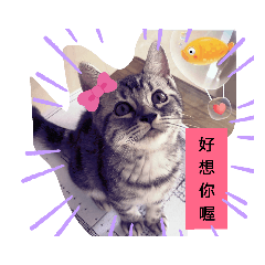MiuMiu的日常生活（二）