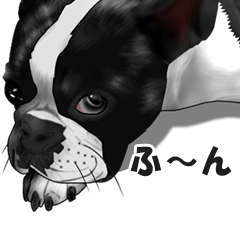 Boston Terrier stickers (Ethan)