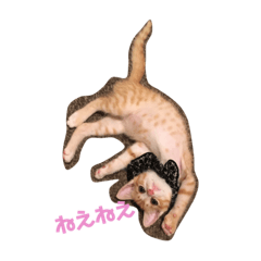 Cat Bobby's sticker