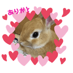 USAGINO PURIN