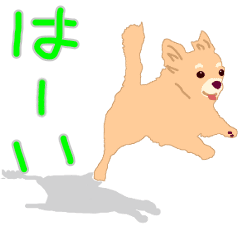 Chihuahua's COCO moving animation 1