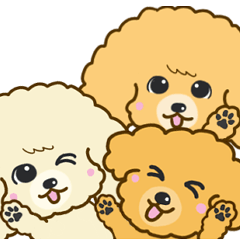 Toy poodle every day