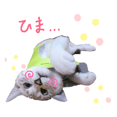 neko sukiyan