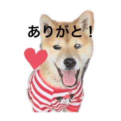 shibainuganmo