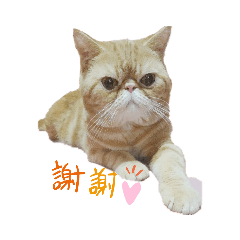 某貓的表情包(生活篇)
