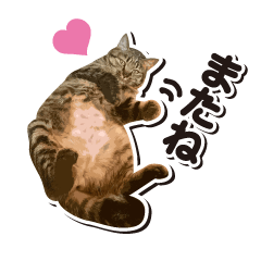 CAT momo Sticker