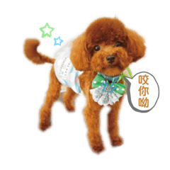 小花_Pet_02