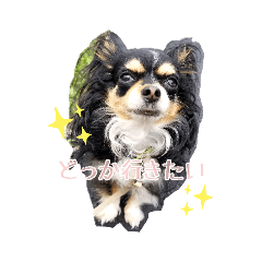 Syo_20190902021848