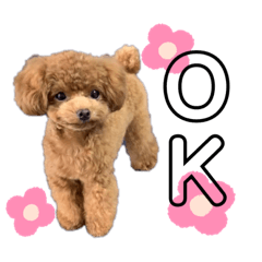 cute dog toypoodle Colon