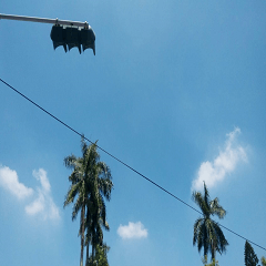 Coconut tree with sky