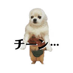Chihuahua ichi chiro