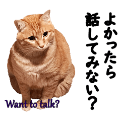 猫がやさしい言葉をかけてくれる