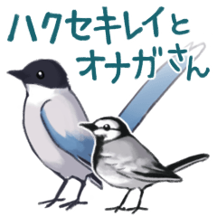 White wagtail and Azure-winged Magpie