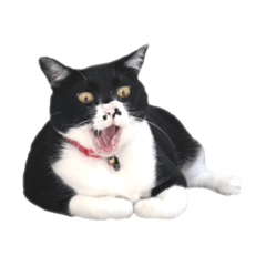 pochidesu