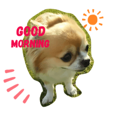hachi_20190902202820