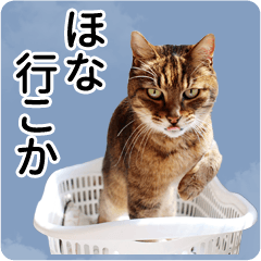 ARKなしっぽ_関西弁猫