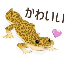 My favorite leopard gecko2