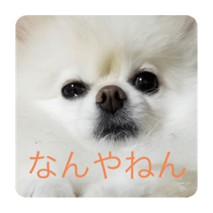 Pon_20190903042745
