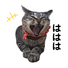 OKAMOTO cats