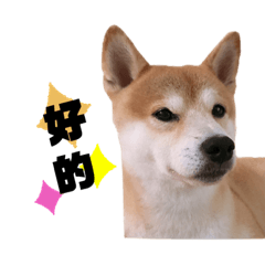 黃東東表情包