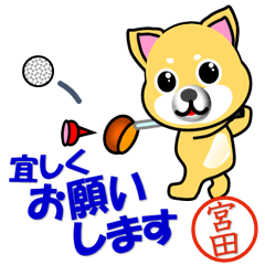 Dog called Miyata which plays golf