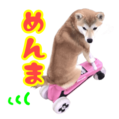 SHIBA MENMA