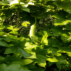 Loofah grows up slowly Part II