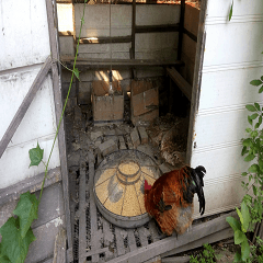 Grandfather's henhouse