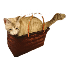 RYOTA cat