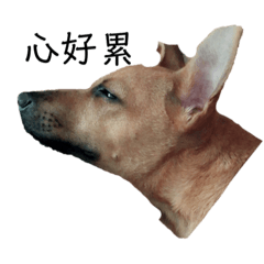 皮皮心好累