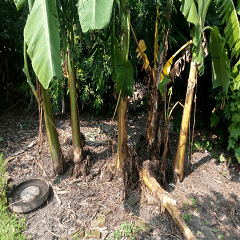 Grandfather's banana tree