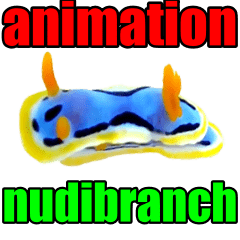 nudibranch(sea slug) animation