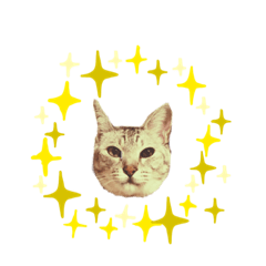 genchan.neko