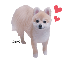 Pomeranian Ju_bei