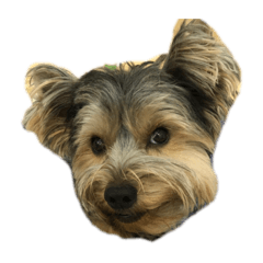 bearboon